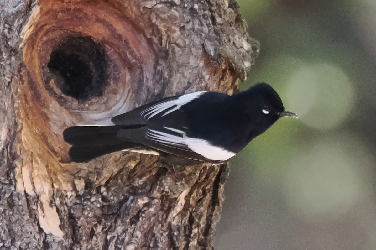 Painted Redstart - ML646175670