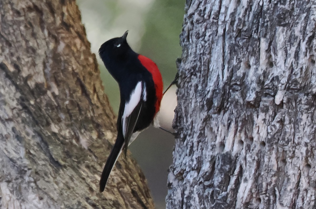 Painted Redstart - ML646175671