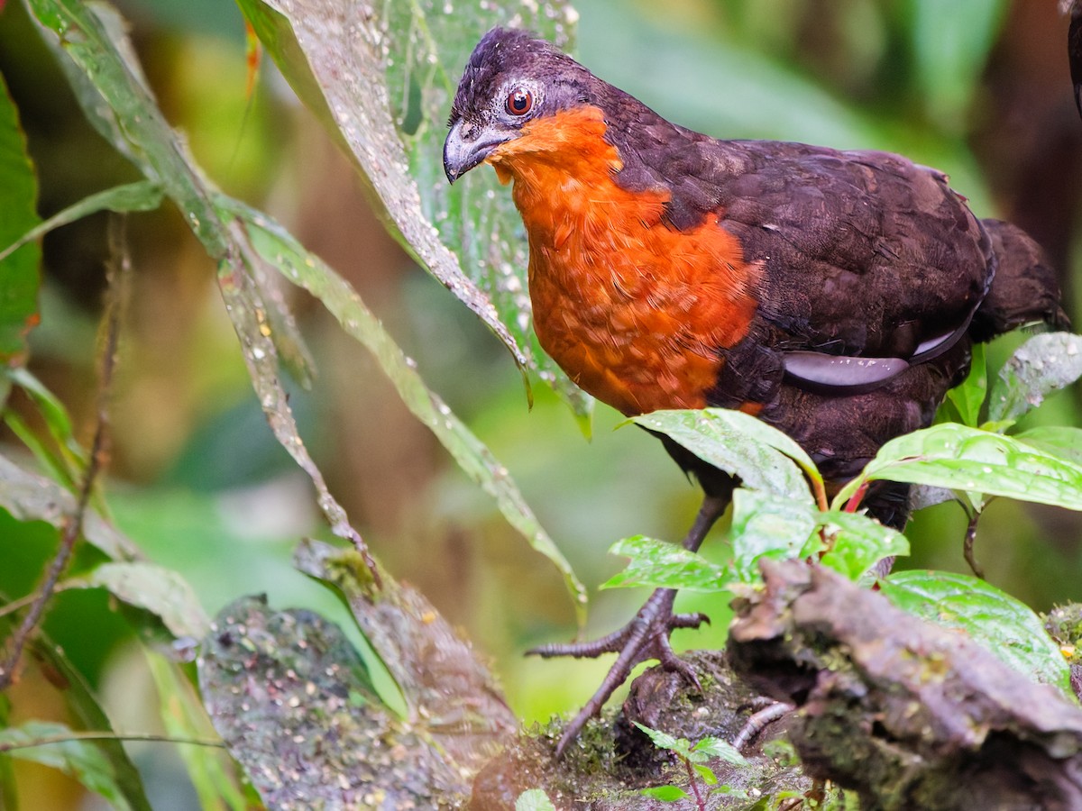 Dark-backed Wood-Quail - ML646175672
