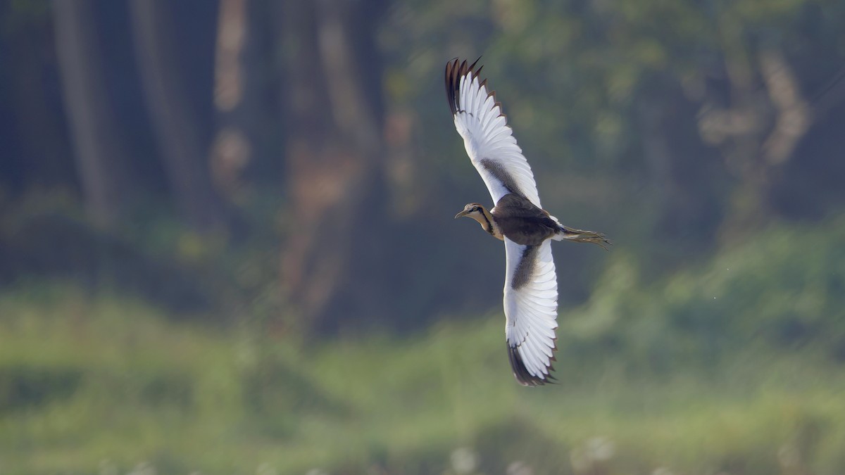 fasanbladhøne - ML646175674