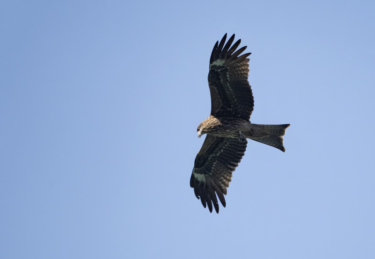 Black Kite (Black-eared) - ML646175675