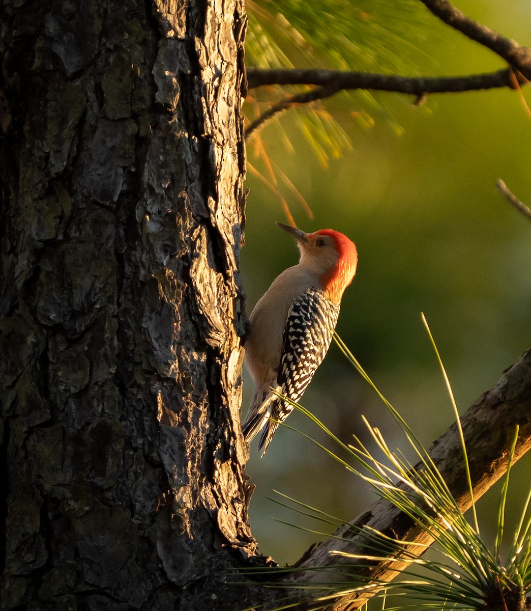 Red-bellied Woodpecker - ML646175676