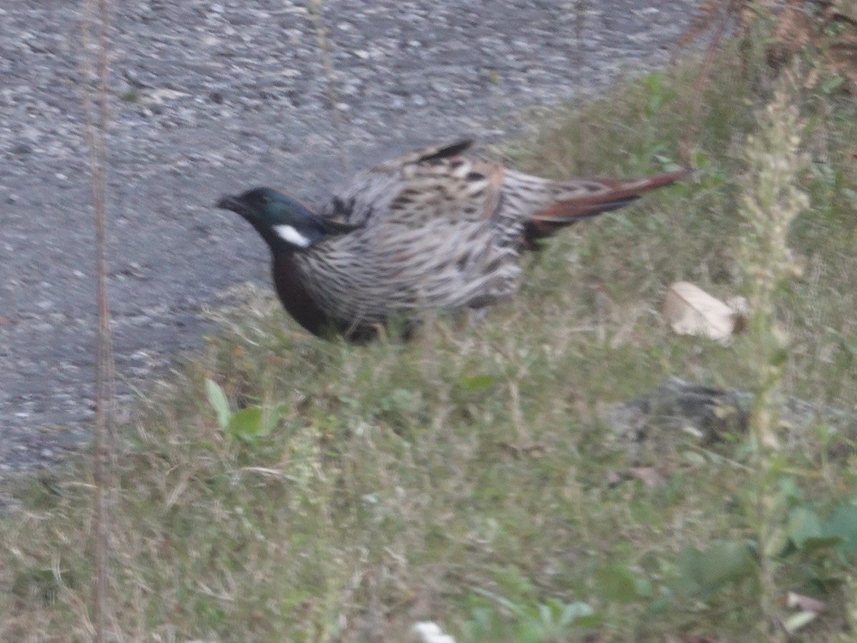 bažant chocholatý - ML646175677