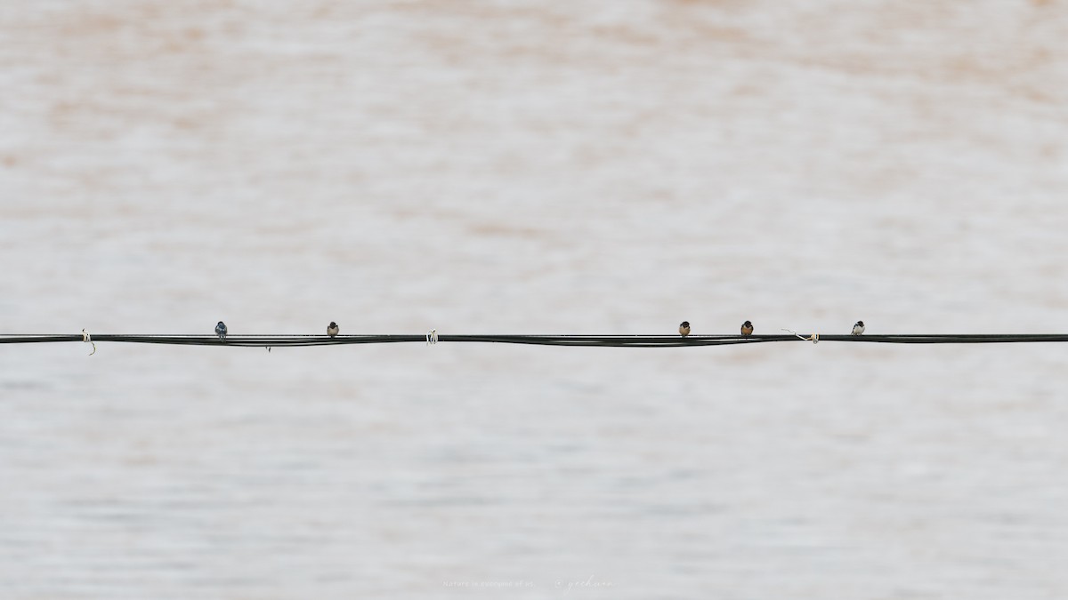 Barn Swallow - ML646175680