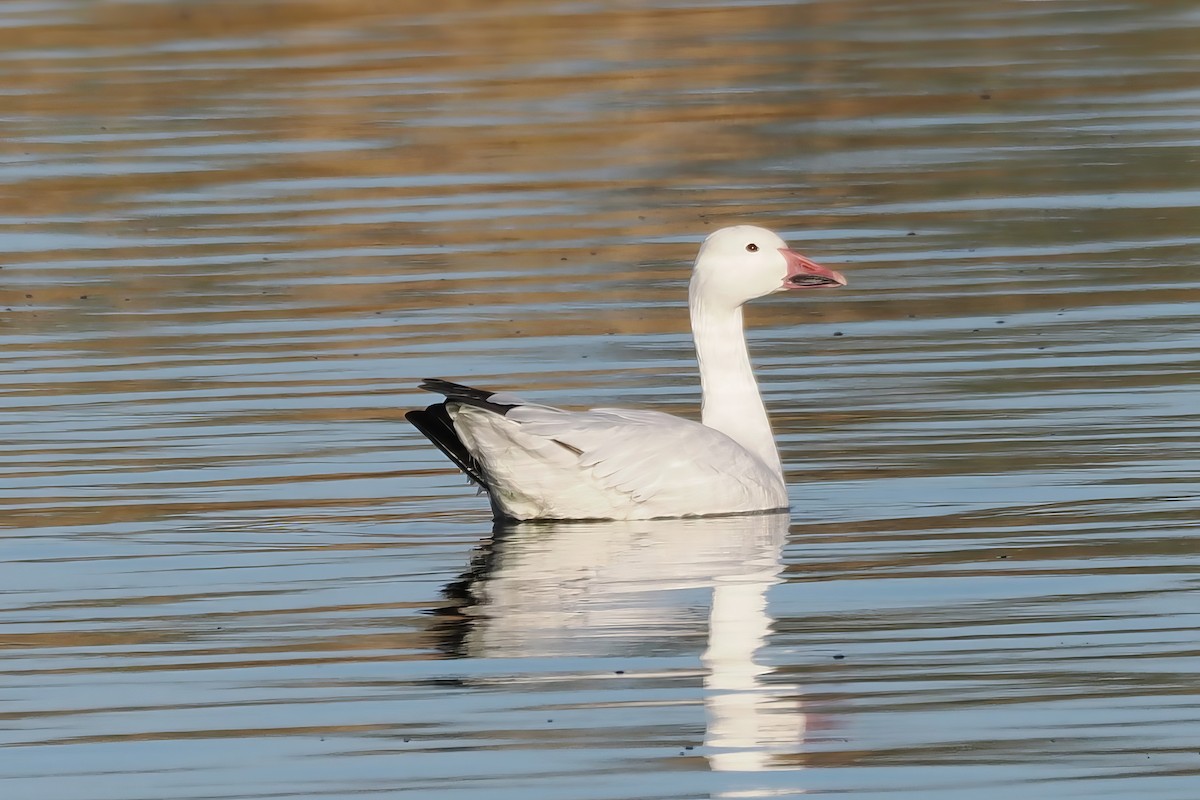 Snow Goose - ML646175681