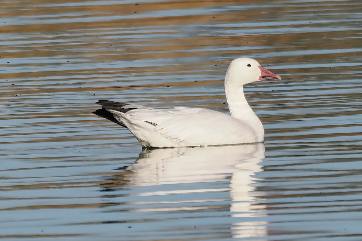 Snow Goose - ML646175682