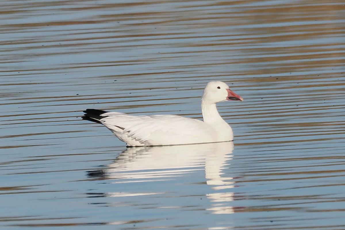 Snow Goose - ML646175683