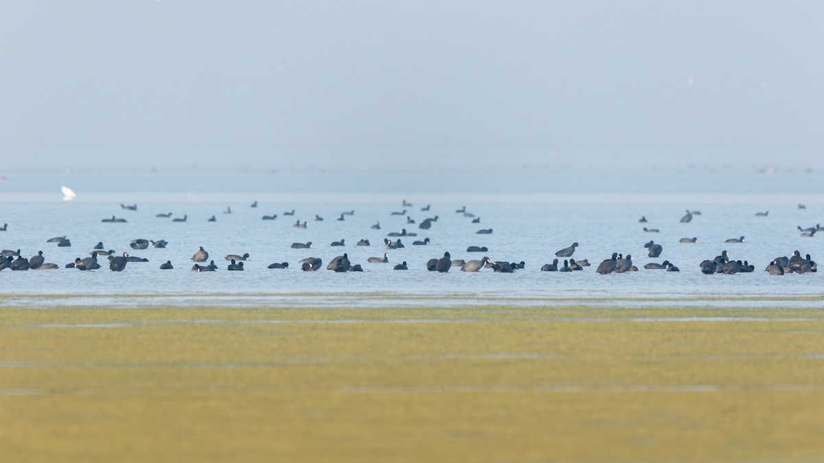 オオバン - ML646175689