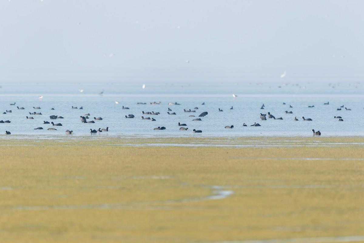 白冠雞 - ML646175690