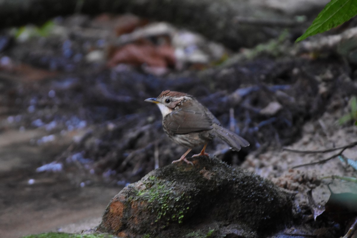 ムナフジチメドリ - ML646175691