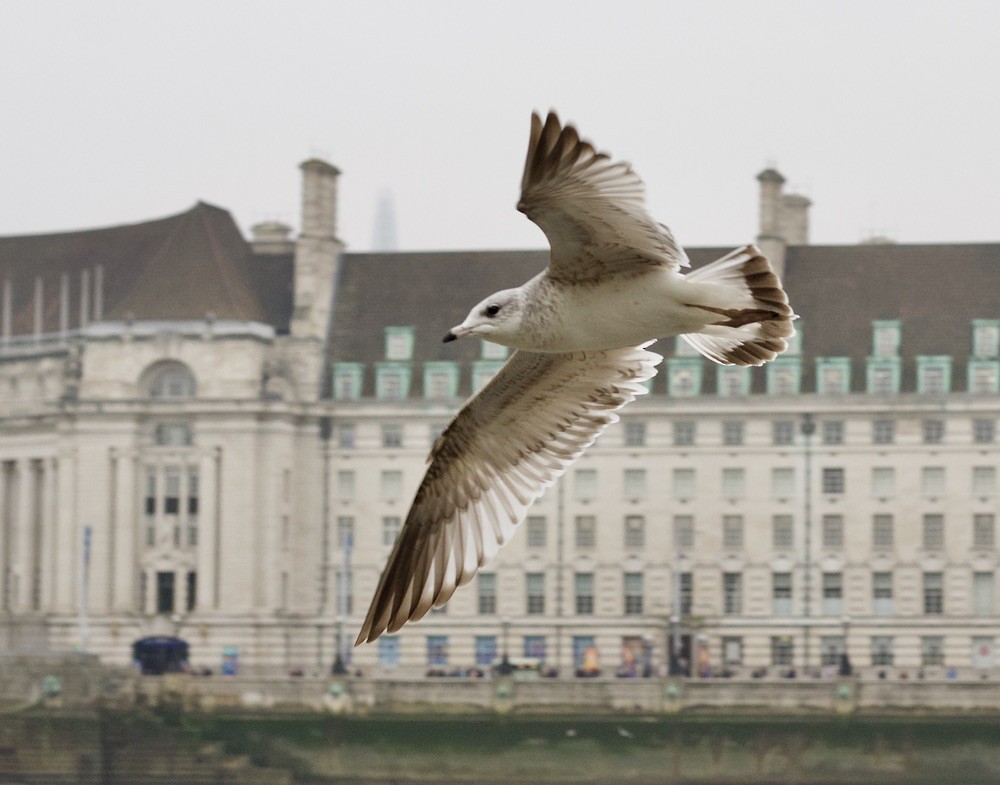 カモメ - ML646175692