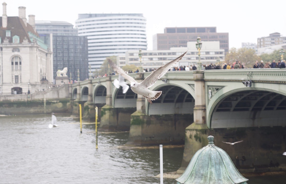 カモメ - ML646175693