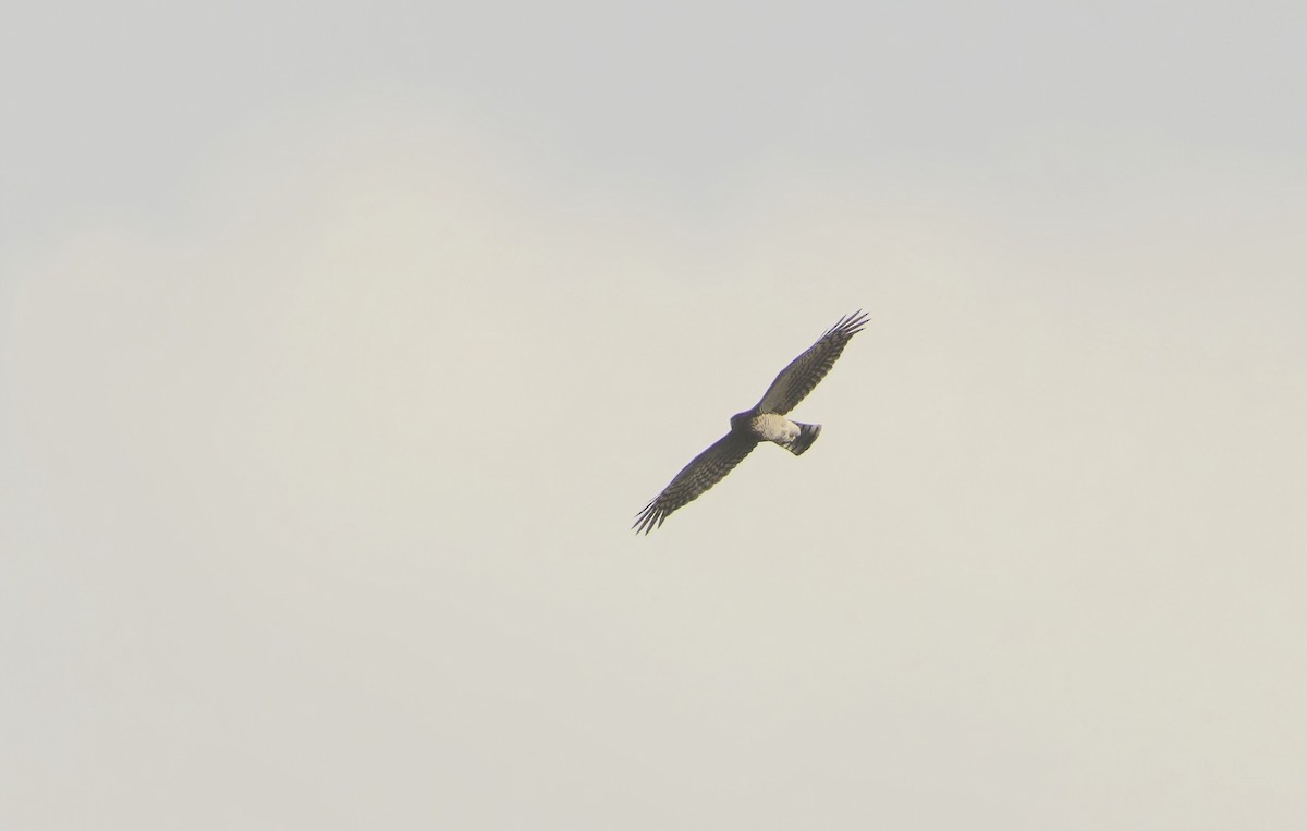 ハイタカ - ML646175694