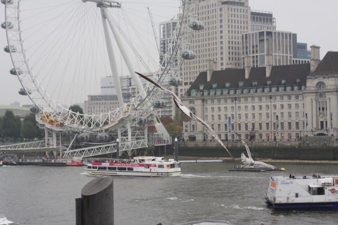 カモメ - ML646175695