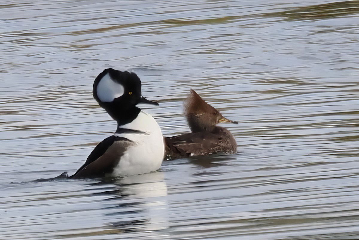 オウギアイサ - ML646175696