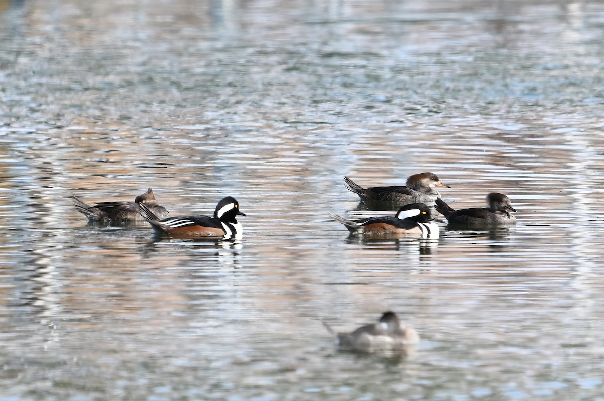 オウギアイサ - ML646175697