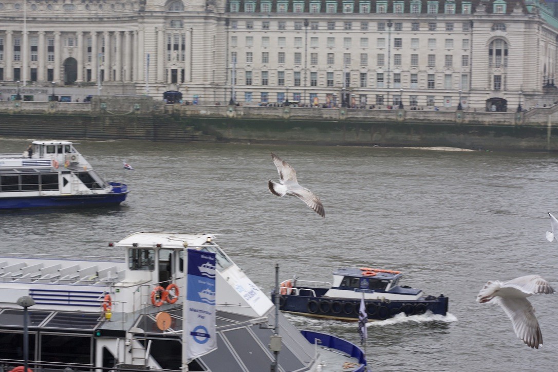 カモメ - ML646175698