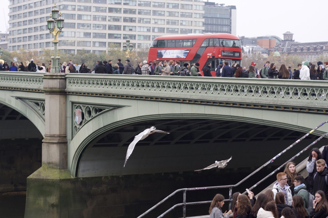 ヨーロッパセグロカモメ - ML646175699