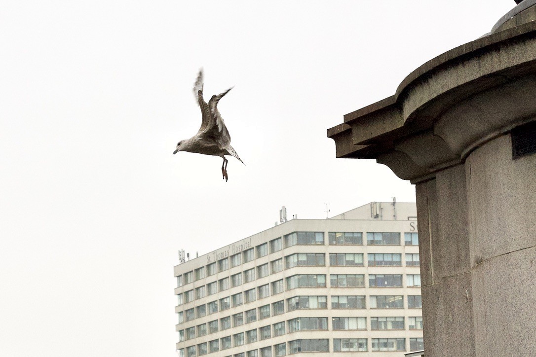 ヨーロッパセグロカモメ - ML646175700