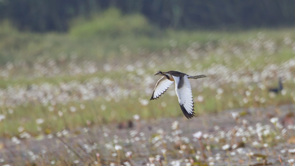 レンカク - ML646175701