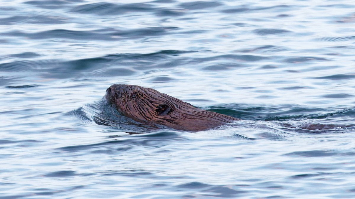 Animali - ML646175705