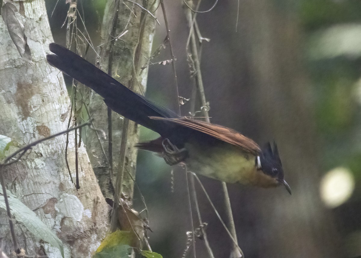 Chestnut-winged Cuckoo - ML646175707