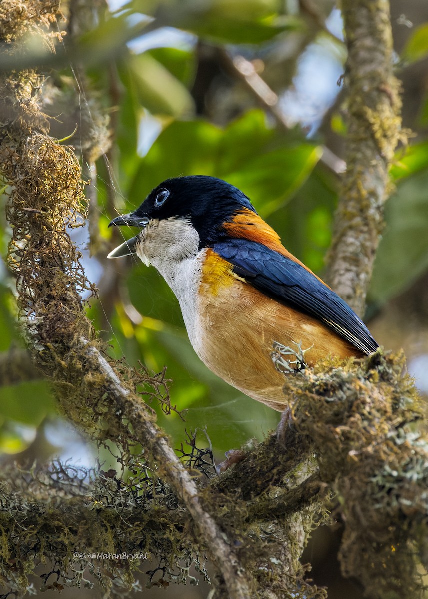 セアカモズチメドリ - ML646175708