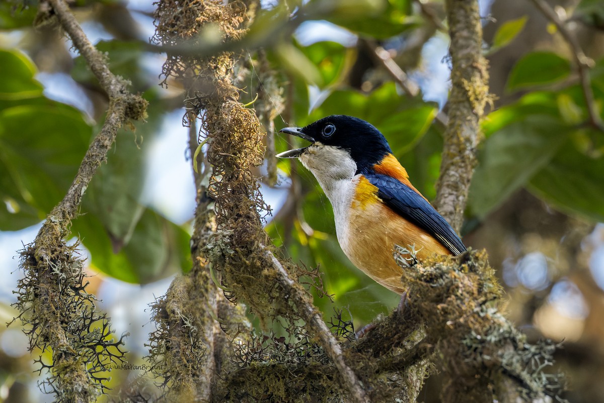 セアカモズチメドリ - ML646175709