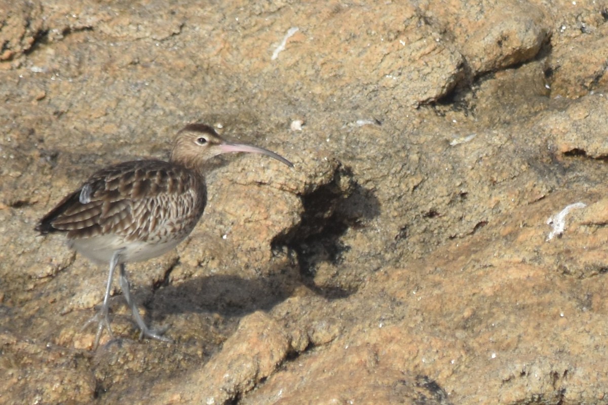 チュウシャクシギ - ML646175710