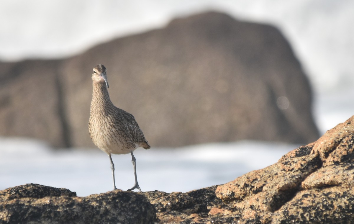 チュウシャクシギ - ML646175711