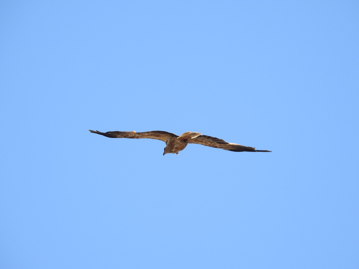 アカヒメクマタカ - ML646175713