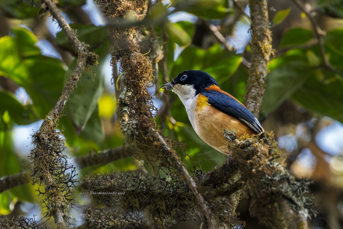 セアカモズチメドリ - ML646175714