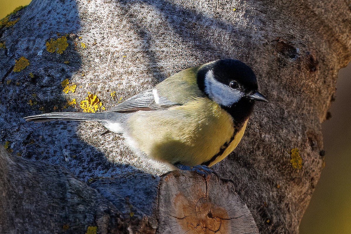 ヨーロッパシジュウカラ - ML646175715