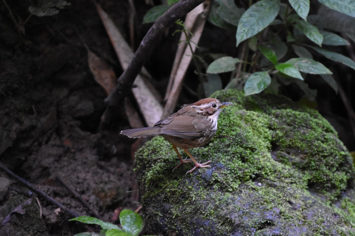 ムナフジチメドリ - ML646175717