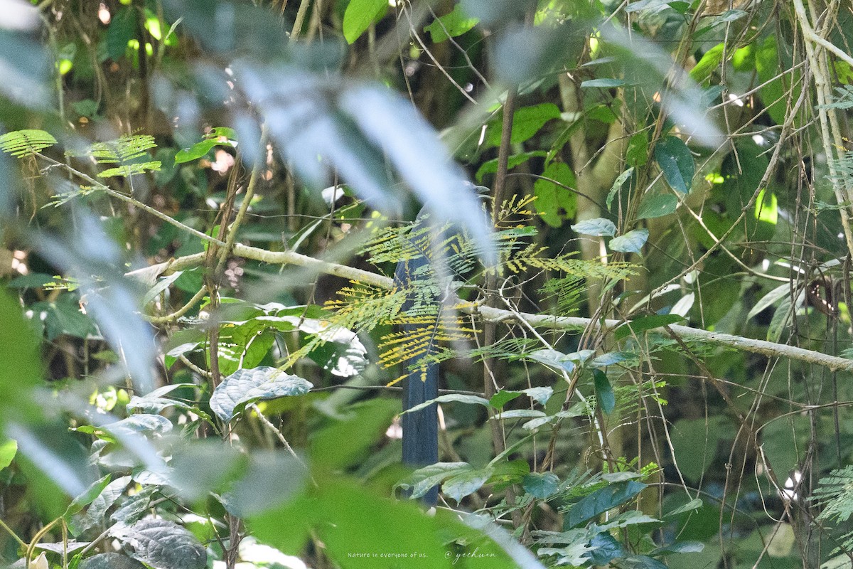 オニクロバンケンモドキ - ML646175718