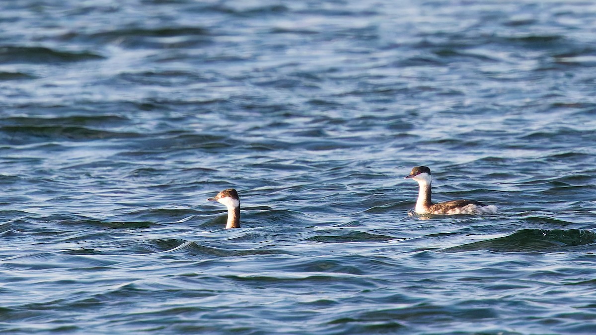 ミミカイツブリ - ML646175719