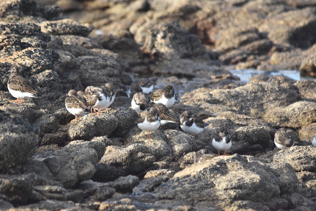 キョウジョシギ - ML646175720