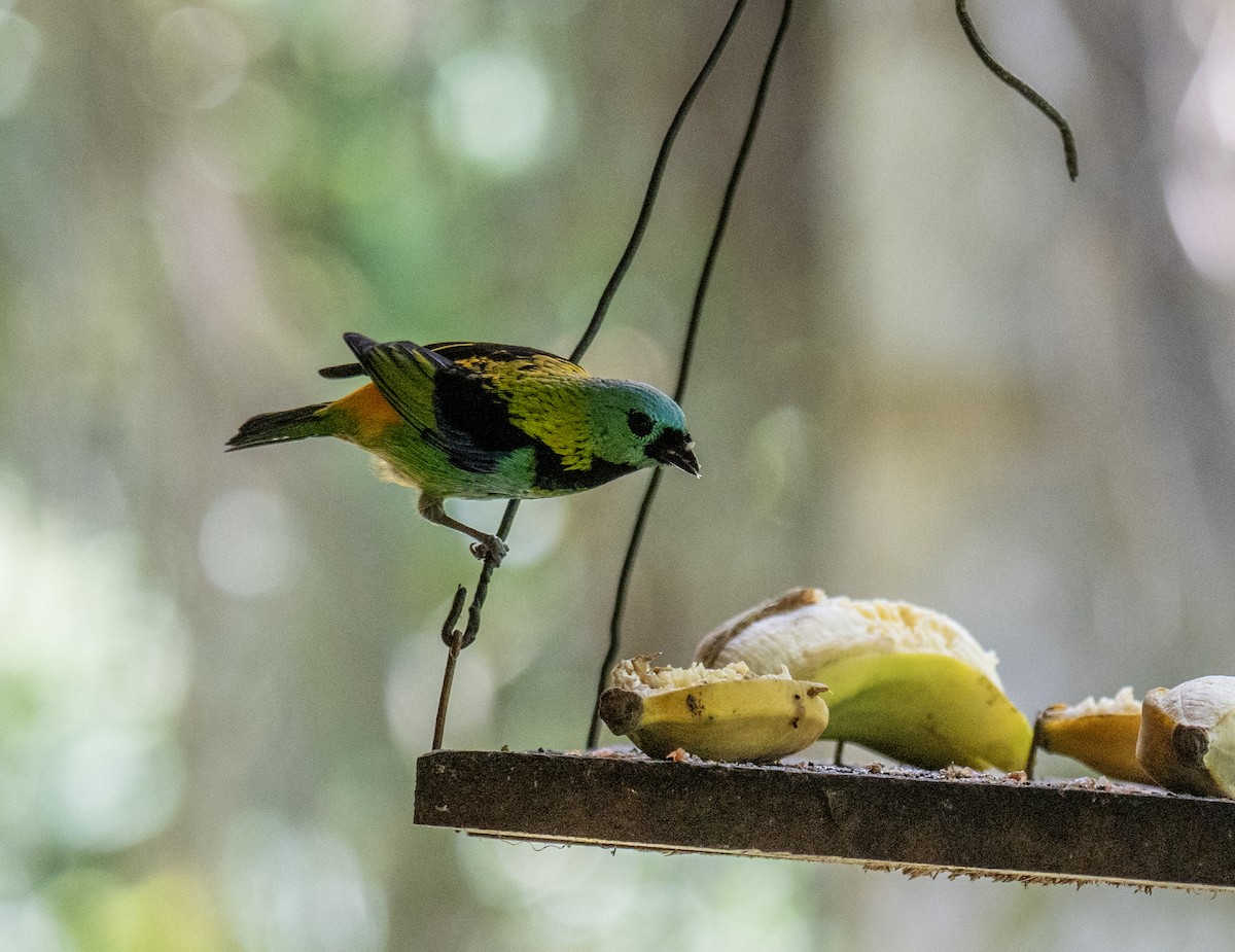 ミドリズキンフウキンチョウ - ML646175721