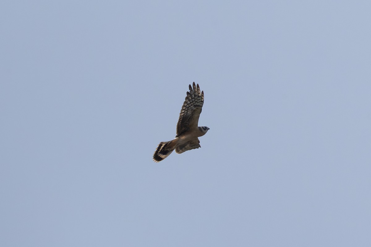 ウスハイイロチュウヒ - ML646175722