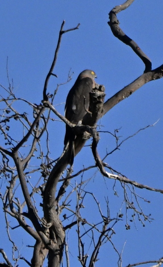 オーストラリアチゴハヤブサ - ML646175727