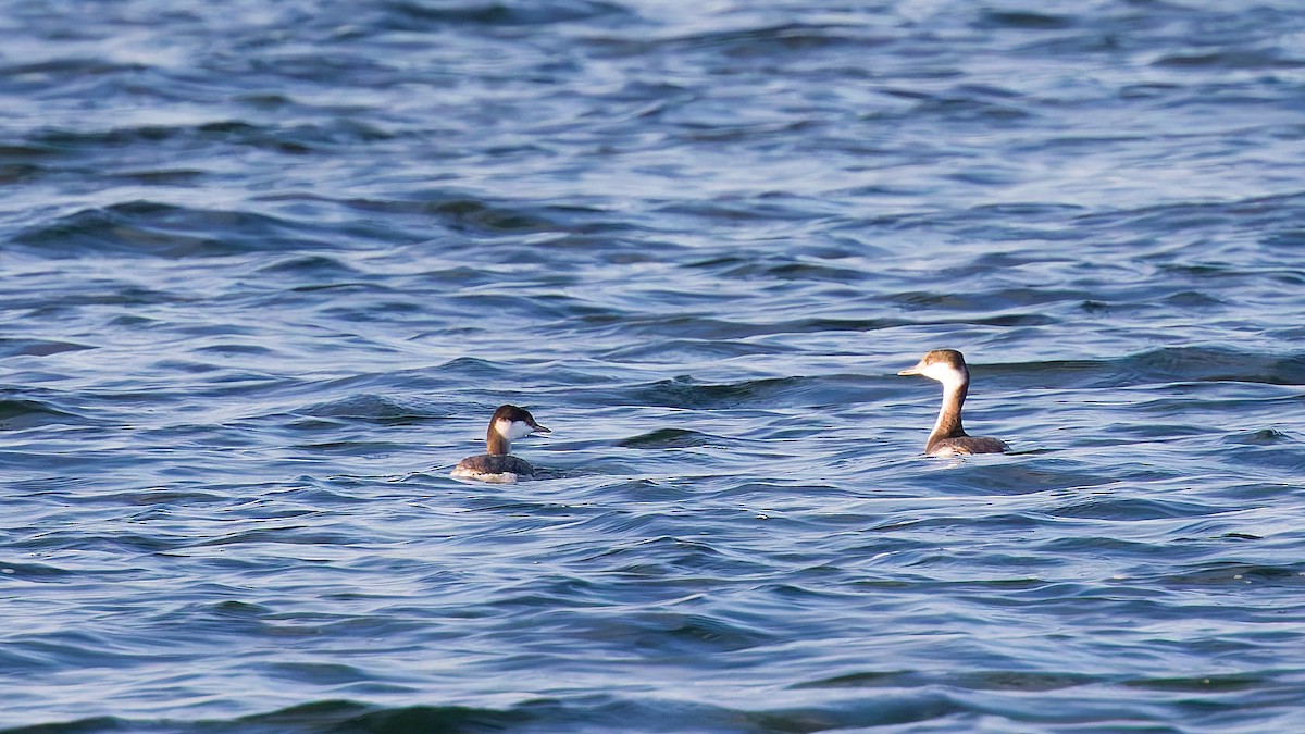 Horned Grebe - ML646175731