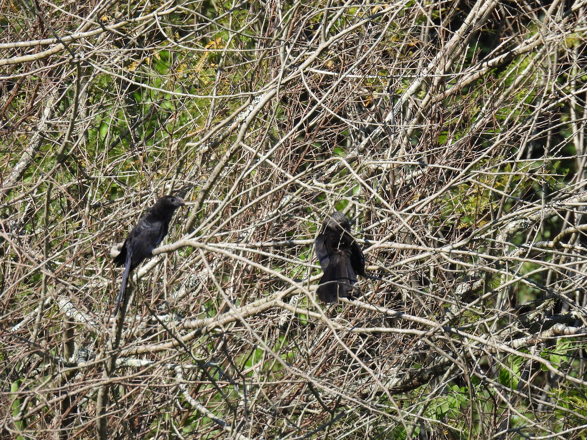 Smooth-billed Ani - ML646175732