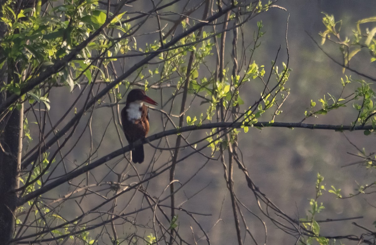 White-throated Kingfisher - ML646175733