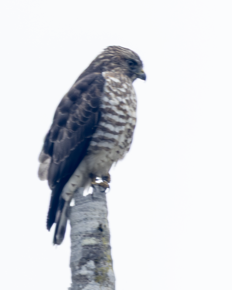 Broad-winged Hawk - ML646175735