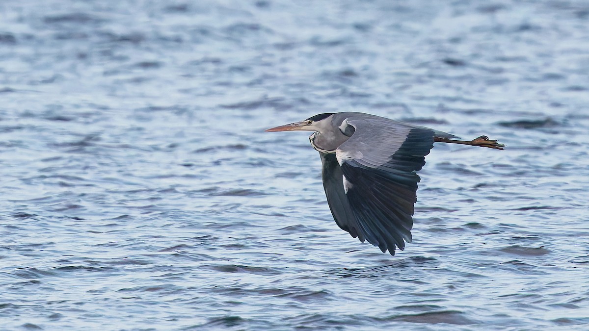 Gray Heron - ML646175736