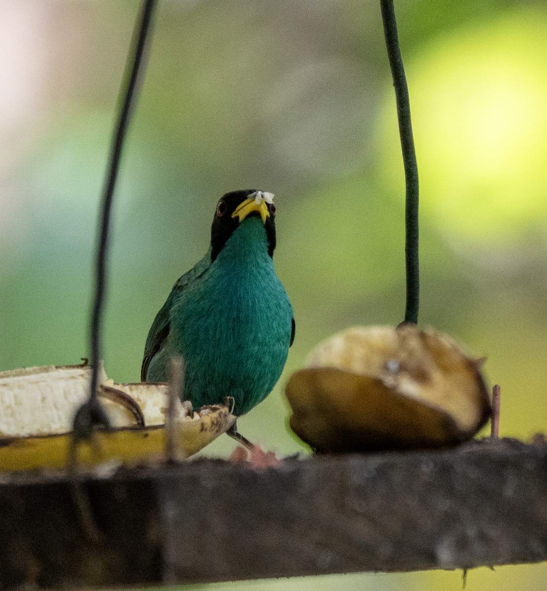 Green Honeycreeper - ML646175741