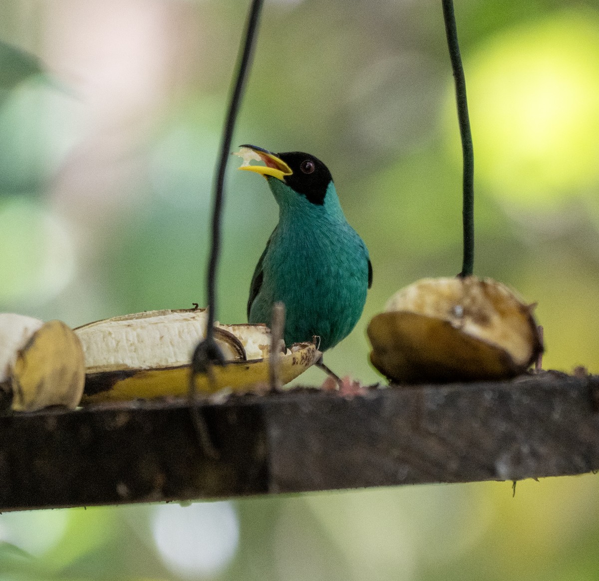 Green Honeycreeper - ML646175742