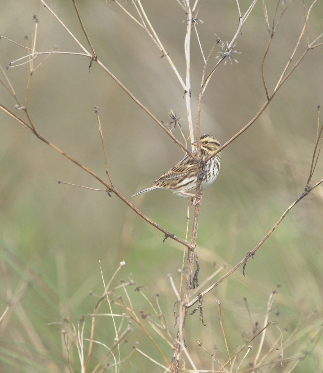 Savannah Sparrow - ML646175743