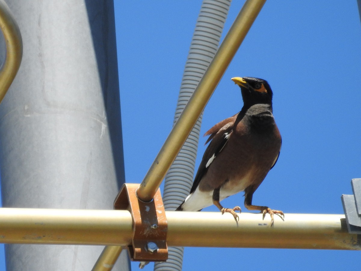 Common Myna - ML646175744