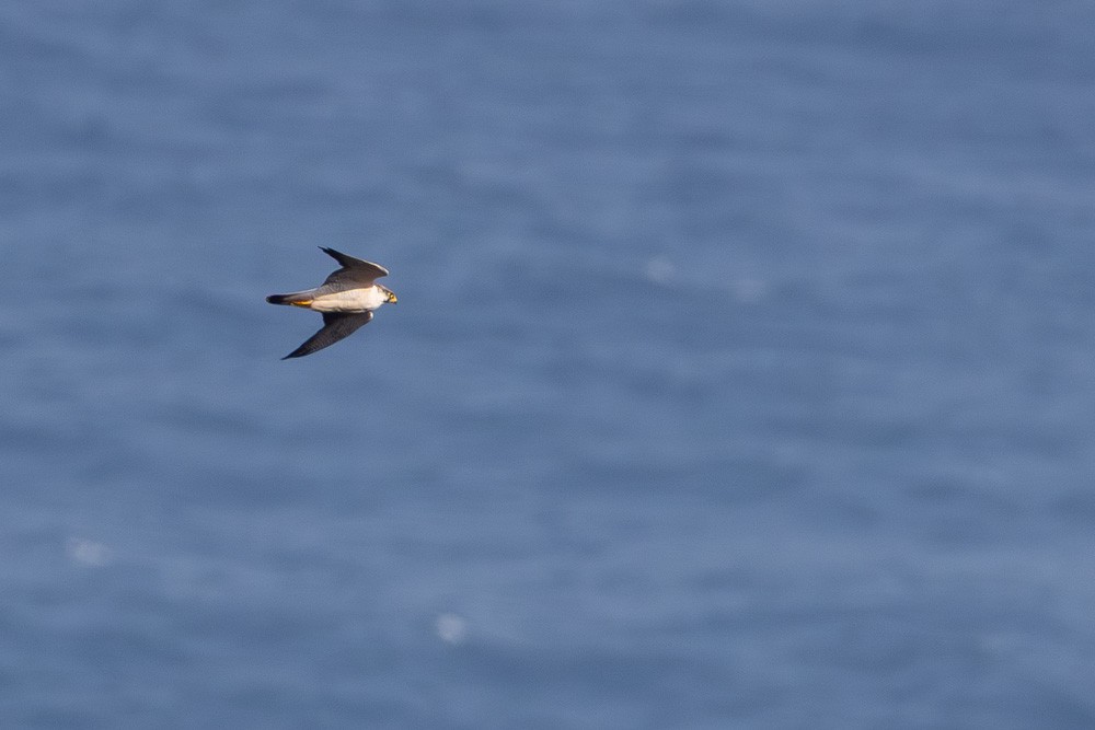 Peregrine Falcon (Barbary) - ML646175745